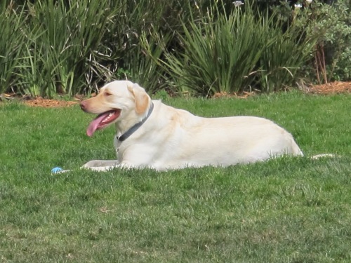 Dogpatch white dog
